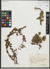 Foto von Salix serpyllifolia Scop.